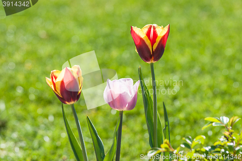 Image of Tulip flowers in a green garden