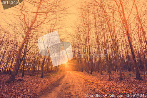 Image of Forest road going to the sunrise