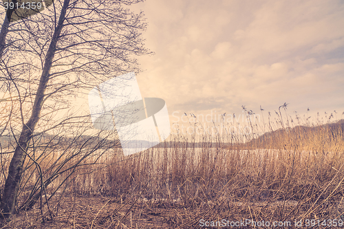 Image of Reeds by a lake in the winter