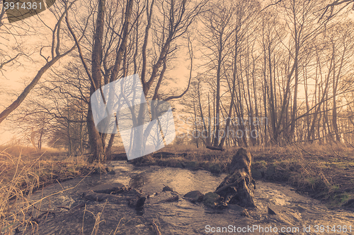 Image of River in a forest at sunrise