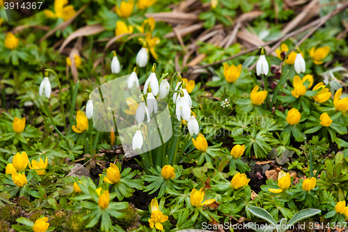 Image of Garden with snowdrops and eranthis