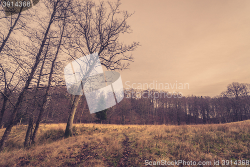 Image of Field by a forest in the fall