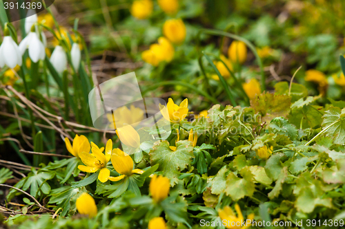 Image of Springtime in the garden with flowers