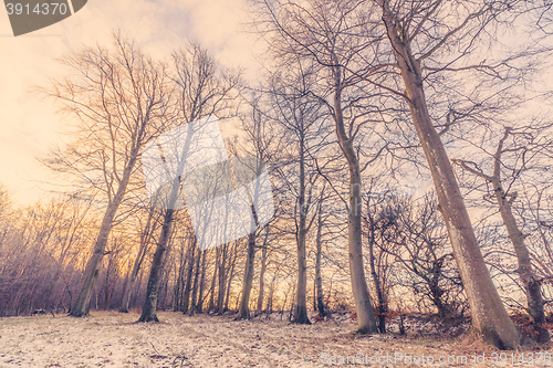Image of Winter forest in the sunrise