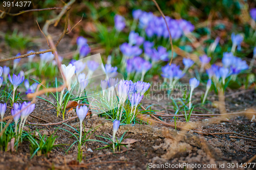 Image of Purple crocus flowers in a flowerbed