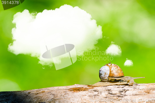 Image of Daydreaming snail on a branch