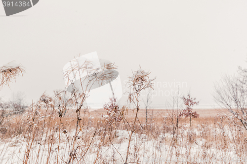 Image of Snow on tall grass