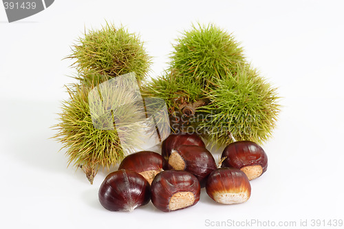 Image of Sweet Chestnuts