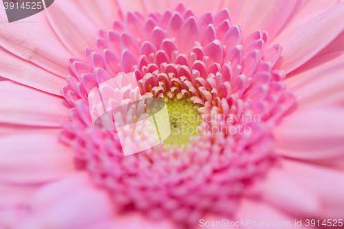 Image of close up of beautiful pink gerbera flower