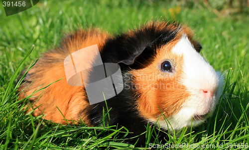 Image of Guinea Pig