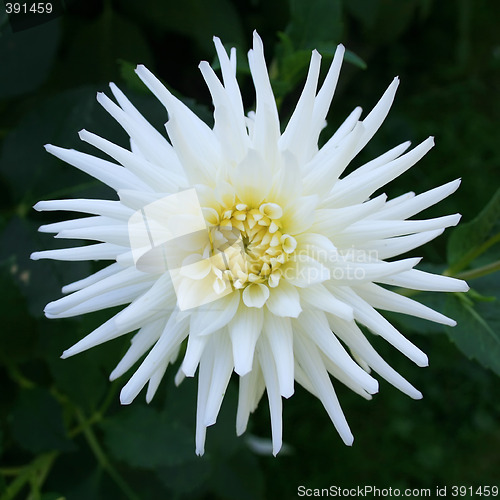 Image of White Dahlia