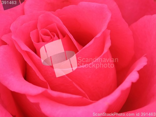 Image of Pink Rose