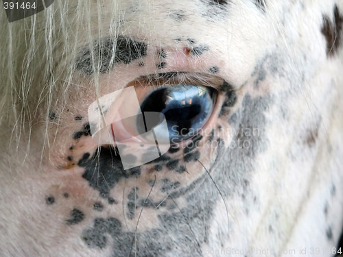 Image of Horse Eye