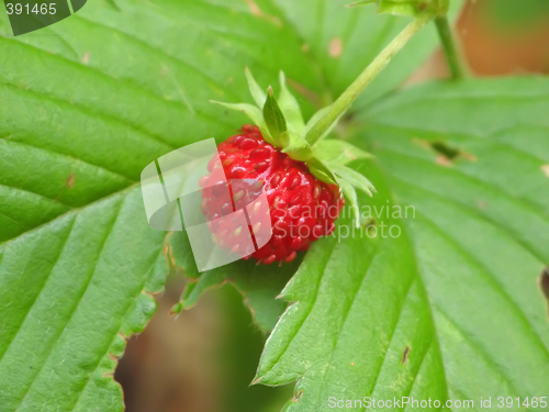 Image of Strawberry