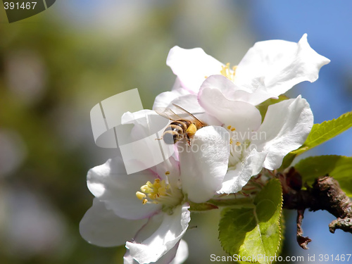 Image of Bee in Work