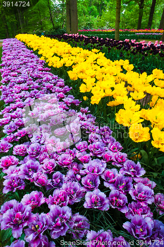 Image of Tulip field in Keukenhof Gardens, Lisse, Netherlands