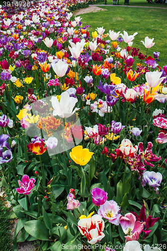 Image of Tulip field in Keukenhof Gardens, Lisse, Netherlands