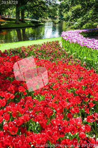 Image of Tulip field in Keukenhof Gardens, Lisse, Netherlands