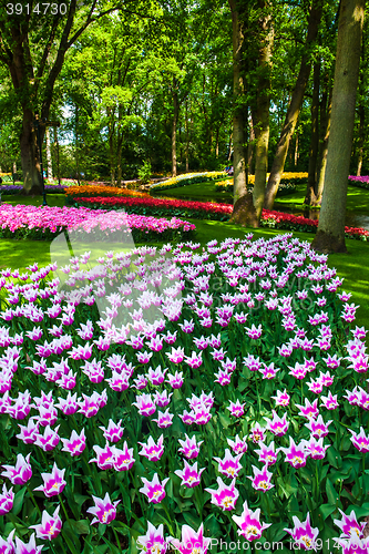 Image of Tulip field in Keukenhof Gardens, Lisse, Netherlands