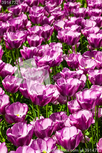 Image of Tulip field in Keukenhof Gardens, Lisse, Netherlands