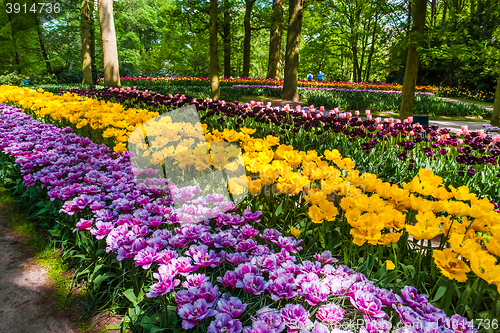 Image of Tulip field in Keukenhof Gardens, Lisse, Netherlands