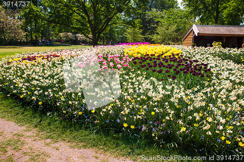 Image of Tulip field in Keukenhof Gardens, Lisse, Netherlands