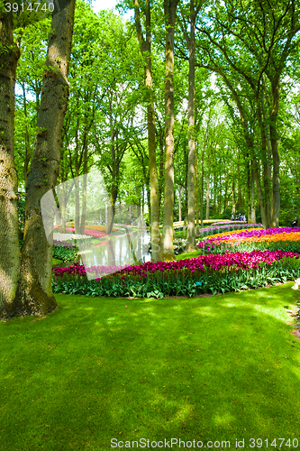 Image of Tulip field in Keukenhof Gardens, Lisse, Netherlands