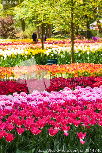 Image of Tulip field in Keukenhof Gardens, Lisse, Netherlands