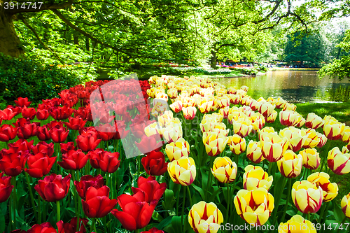 Image of Tulip field in Keukenhof Gardens, Lisse, Netherlands