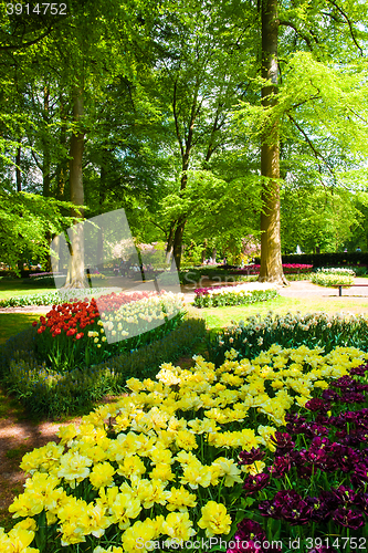 Image of Tulip field in Keukenhof Gardens, Lisse, Netherlands