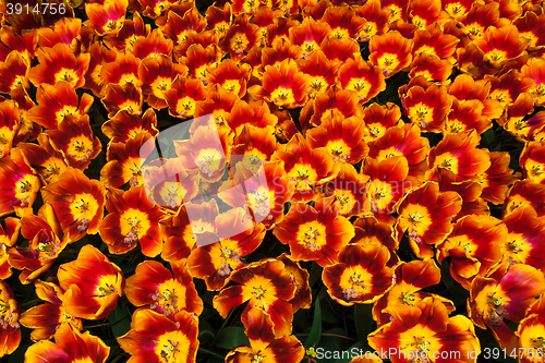 Image of Tulip field in Keukenhof Gardens, Lisse, Netherlands