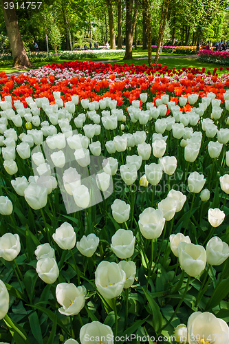 Image of Tulip field in Keukenhof Gardens, Lisse, Netherlands