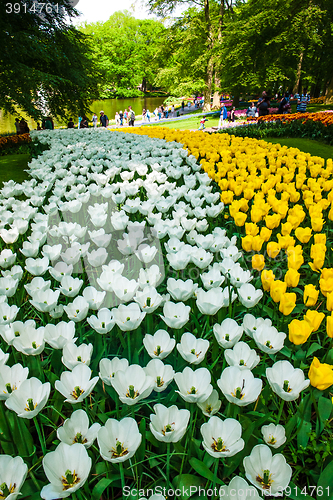 Image of Tulip field in Keukenhof Gardens, Lisse, Netherlands