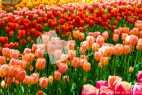 Image of Tulip field in Keukenhof Gardens, Lisse, Netherlands