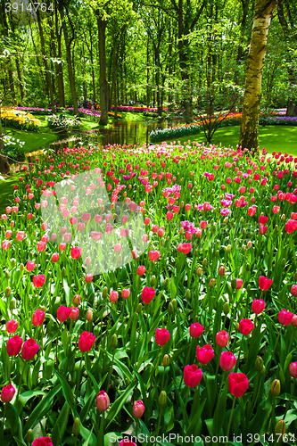 Image of Tulip field in Keukenhof Gardens, Lisse, Netherlands