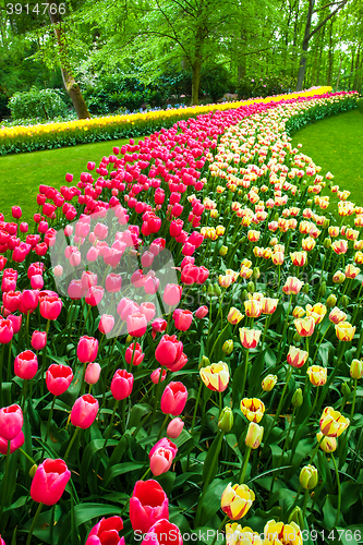 Image of Tulip field in Keukenhof Gardens, Lisse, Netherlands