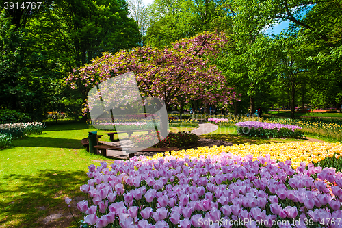 Image of Tulip field in Keukenhof Gardens, Lisse, Netherlands