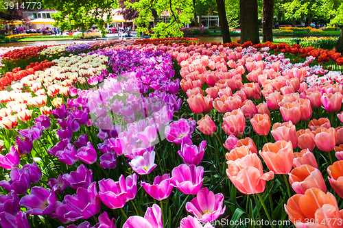 Image of Tulip field in Keukenhof Gardens, Lisse, Netherlands