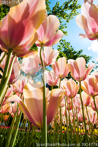 Image of Tulip field in Keukenhof Gardens, Lisse, Netherlands