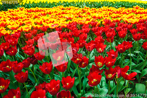 Image of Tulip field in Keukenhof Gardens, Lisse, Netherlands