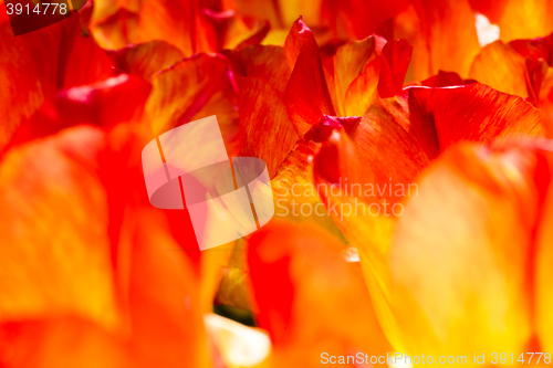 Image of Tulip field in Keukenhof Gardens, Lisse, Netherlands