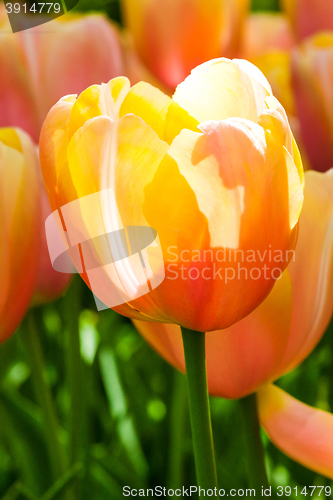 Image of Tulip field in Keukenhof Gardens, Lisse, Netherlands