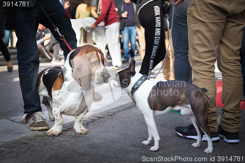 Image of Two dogs greeting each other by sniffing.