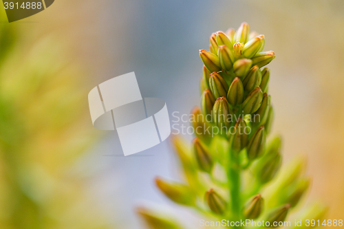 Image of close up of eremurus foxtail lily or flower