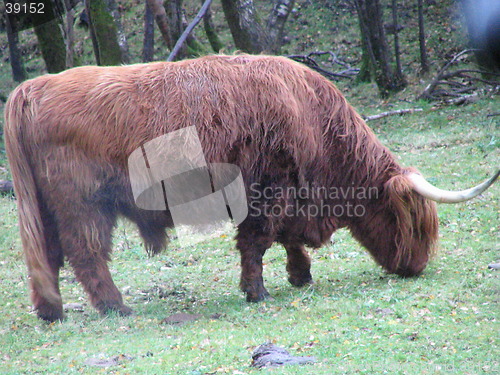 Image of Highland cow