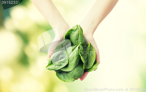 Image of close up of woman hands holding spinach