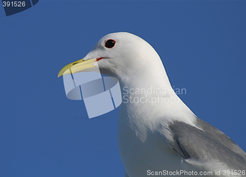 Image of Seagull