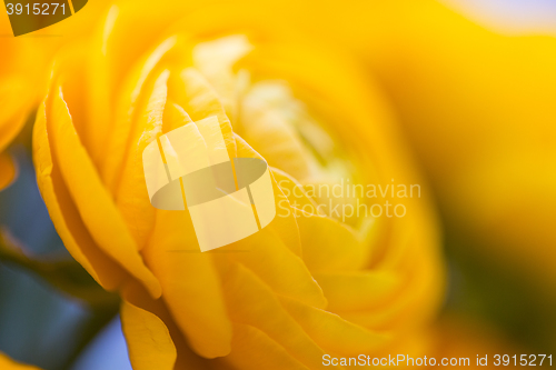Image of close up of beautiful yellow ranunculus flowers