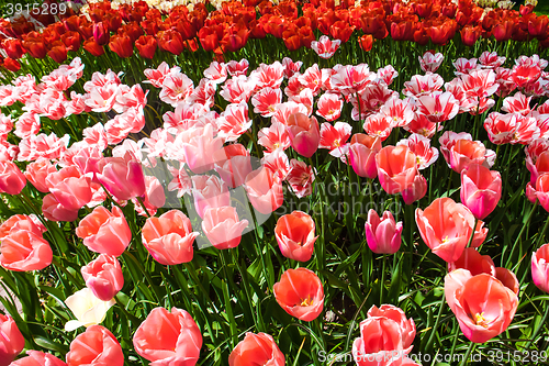 Image of Tulip field in Keukenhof Gardens, Lisse, Netherlands