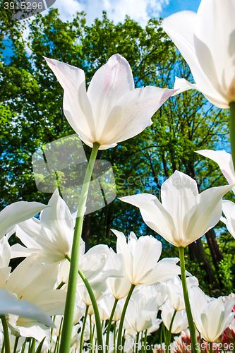 Image of Tulip field in Keukenhof Gardens, Lisse, Netherlands